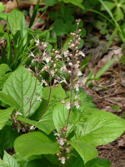 {Collinsonia verticillata}